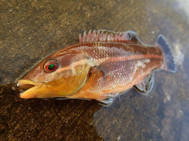 正真正銘、まだ雌の小さなコブダイ。顔はキツネのようにシャープで、体の模様も異なる。同じ魚とは思えない、小じゃれた印象の魚だ。実際、昔は雌雄で別種の魚だと思われていたらしい。