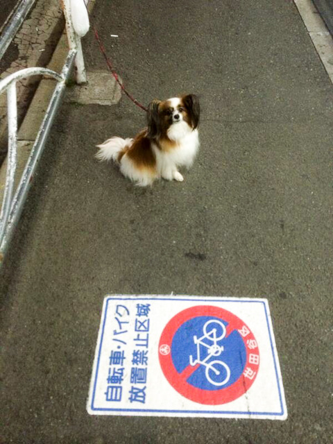 自転車・バイクはだめだが、待ちぼう犬はOK。@mowmowmocha さんより