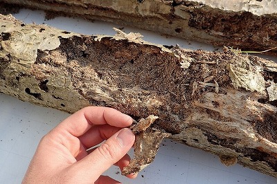 一番古い木（四、五年モノ？）に至ってはもうズタボロ。スカスカに軽く、持ち上げると木屑がザラザラ落ちてくる。たぶん、虫の食いかすだろう。まだ中に虫残ってるのか？