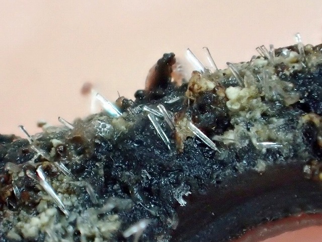 炒めたオオイカリナマコの表皮を拡大するとガラス針のような骨片が多数見られる。どの辺が錨型なのかこの写真からはよくわからないが、口に入れたら痛そうだということは見てとれるだろう。