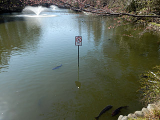 釣り禁止の看板の下で悠々と泳ぐ魚。