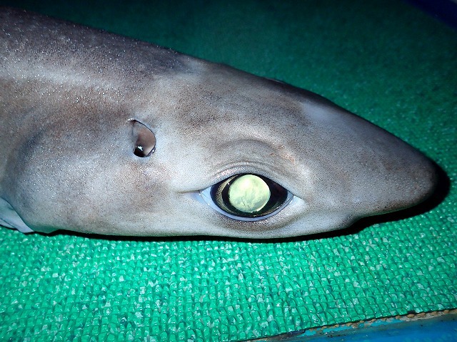 ツノザメの類は眼が月みたいで綺麗なんだ。