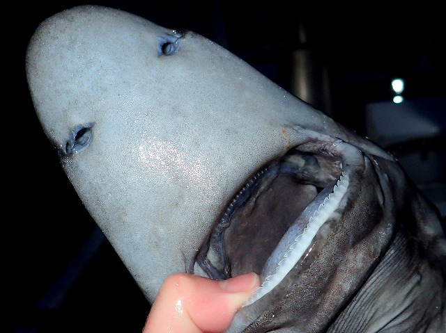 顎には細かいけれど鋭い歯が並ぶ。さすがはサメと言ったところか。