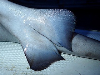 ちなみにこの深海鮫はオスでした。臀鰭の内側にある一対の突起が「クラスパー」と呼ばれるオス鮫の生殖器。