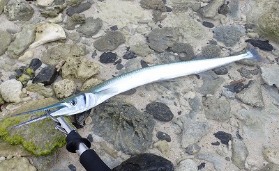 沖縄の巨大サヨリを釣って食う デイリーポータルz