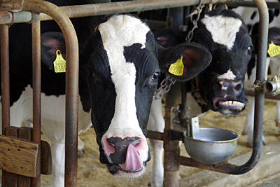 牛って鼻の穴に舌が届くんですね。