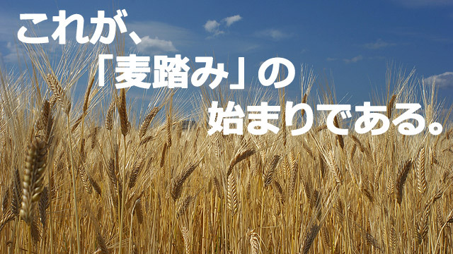 その年、麦は過去最高の収穫量になったという