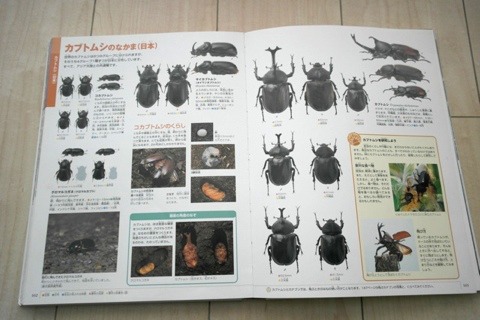 昆虫図鑑にはいろんな昆虫の写真と名前がぎっしり