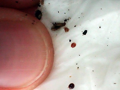 指先とのサイズ比較。赤茶色や黒のつぶつぶが虫。