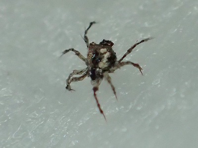 この小さなクモのようなダニも複数見られた。