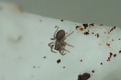 極小のクモ。幼体なのか、それともこういう小型種なのか。