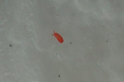 アカイボトビムシの幼虫。こちらも昆虫の方のトビムシ。形も色も可愛い虫なので、上手く撮影出来なかったのが心残り。