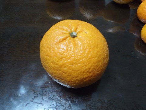 夏に食べる柑橘類の代表・甘夏。