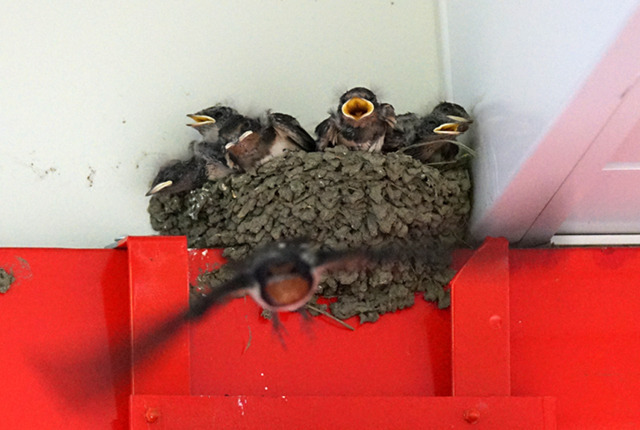 田園都市線・南武線・小田急線の13の駅でツバメの巣があるかどうかを調査。5つの駅に巣がありました。なかでも二子玉川と登戸がおすすめ！(林) 