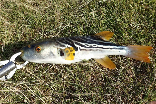 これがシマフグ。綺麗な魚だ。大きさは口から尾ビレの先まででだいたい40センチくらい。