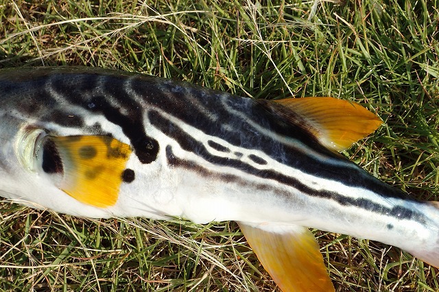 シマウマ…ともちょっと違う独特の縞模様。黄色いヒレと相まって、南方系の魚っぽい印象。多少毒々しくもある。