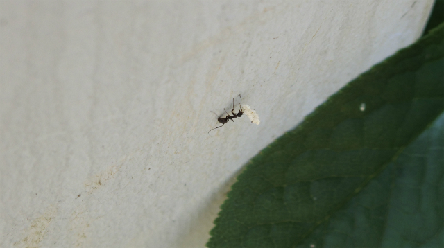 今回の撮影で唯一、うまく撮れたアリの写真。こんな壁も登れる。