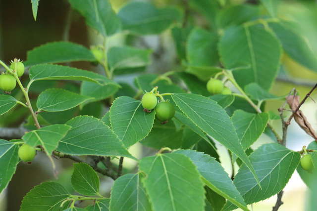 初夏、ムクの木に実る果実。寄って撮るのが楽しい。