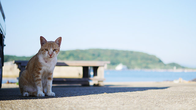 猫がたくさんいる玄界灘の相島と、最近猫カフェが増え猫人気が盛り上がるベトナムのホーチミン間で猫の写真を送りあう猫自慢大会を開催！(古賀) 