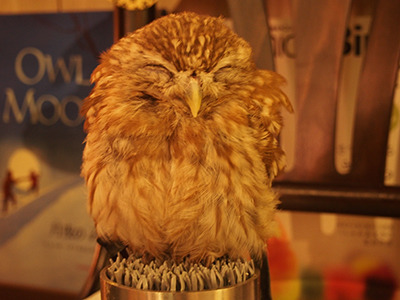 Warm welcome # 1: A sleepy-looking owl that fits in your palm.