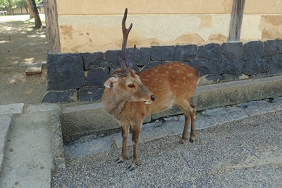 奈良といえば鹿。