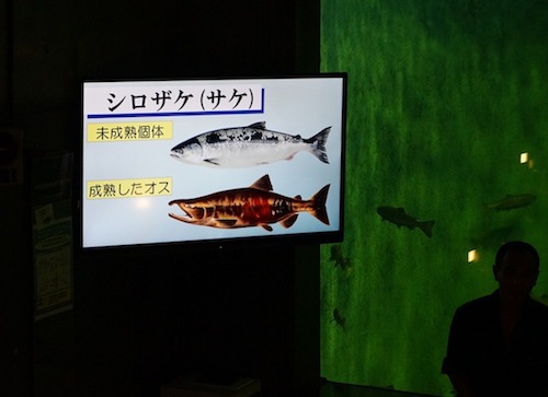 「みんながよく知っている鮭はシロザケといいます。北海道では秋味（アキアジ）とも呼ばれています」