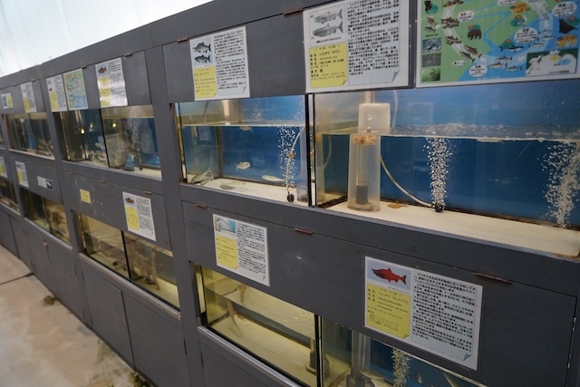 サケ科の稚魚も多数展示。
