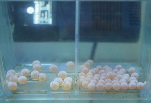 写真だとわかりにくいが右のカラフトマス（受精後約１ヶ月）の卵はうっすらと眼が確認できる。
