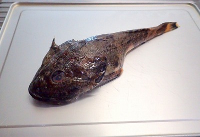 鍋こわし という魚がいる デイリーポータルz