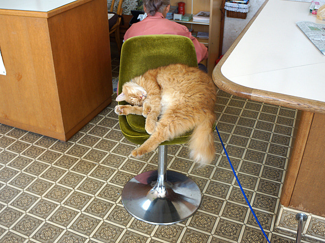 そしてネズミを捕る係のチャチャ。仕事のできる猫だそう。昼は喫茶室で寝て、夜にご出勤。