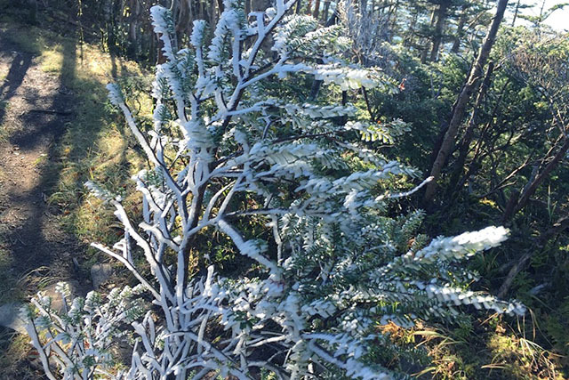 過冷却された濃霧が木に当たって凍ったのがエビの尻尾。もっと育つと樹氷になる。