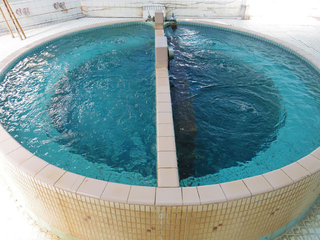 安善湯の特長はこの丸いお風呂。安善湯の湯は夏季はミントグリーンで冬季はグリーン
