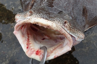 顎の骨格は獲物を捕らえる際に前へ突き出す。歯の鋭さはさすがサメ。頭を撫でようとしたダイバーが反射的に咬まれることもあるそうだ。