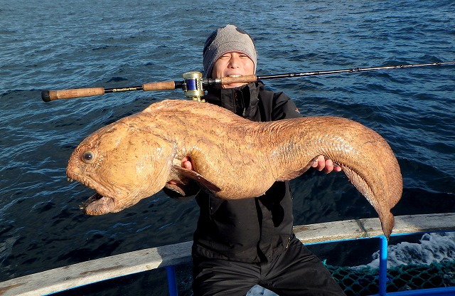 What was pulled up onto the boat using the landing net was without a doubt a wolffish! Finally the fish I had longed for but had only seen in books and through the glass at aquariums was in front of me! 