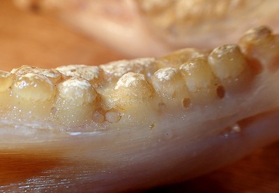 There are a bunch of holes along the lining of the teeth. If you take a closer look, you can see smaller teeth are growing in. I guess this is how they rotate new teeth in.