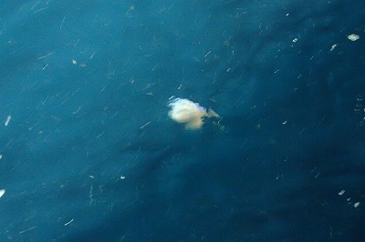 ときどき、群れからはぐれて「ポコンッ！」と水面に浮かんでくる白くて丸い物体。あれ、これって…。