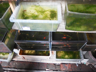 水草のみで生きている金魚たちの水槽もこの倍ほどある。こちらも自家製ってことか。