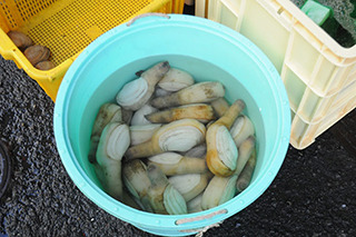身が殻からはみ出す「貝殻の意味分かってないやろ貝」がたくさん売られている。