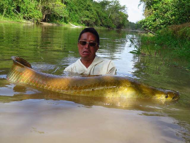 世界最大の淡水魚！と呼ばれることもあるピラルク(現地名アラパイマ)。水面で馬のように暴れる姿は圧巻だった。
