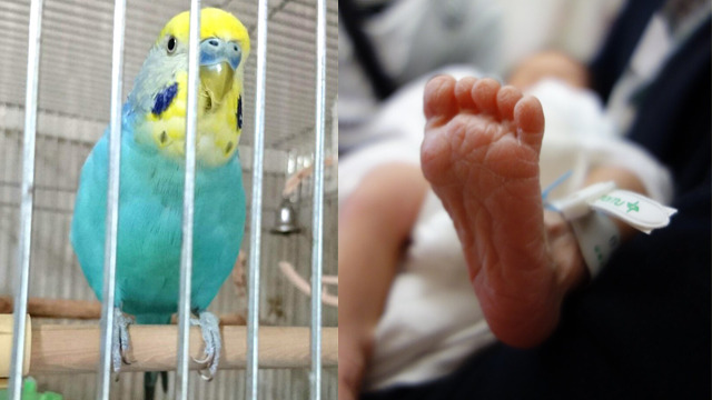 鳥の羽と赤ちゃんってよく出来てるとおもいませんか？