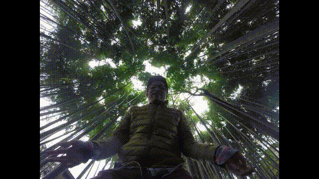 竹林でトランポリンを下から撮る、人類史上初の絵面だろう。