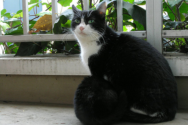 She is the mother of Natsume-san (my first cat). Natsume-san's black body curls up in her tummy in this photo.
