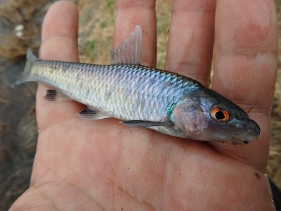 ホンモロコ以外の魚もちょいちょい釣れる。これはＭくんが釣り上げたビワヒガイ。やはり琵琶湖水系固有の小魚で、二枚貝の中に卵を産む。
