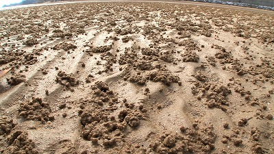 砂の上には小さな砂団子のようなものが大量に落ちている。実はこれがミナミコメツキガニが食事をした跡。いわば食べカス。