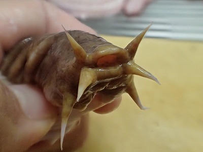 ヌタウナギの顔。正面の、おちょぼ口に見える穴は実は鼻孔。
