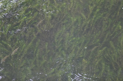 川底をびっしりと覆うオオカナダモ。名前の通り北米原産。