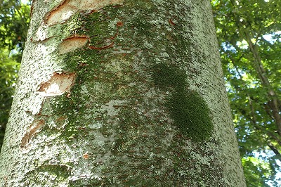 木の上にはコケの森が広がっている デイリーポータルz