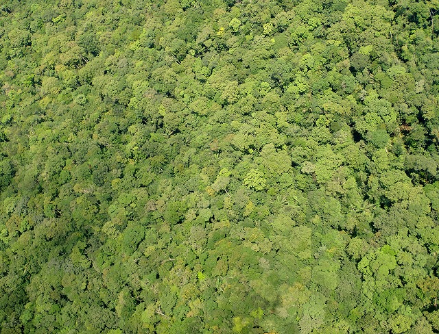 ちなみにこちらはアマゾンのジャングルを空撮したもの。見比べれば、なんとなく言いたいことは分かるでしょ？