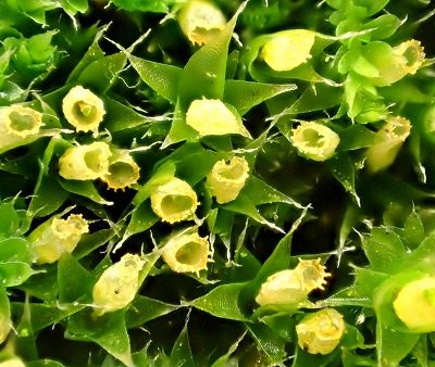 花のように見えるのは「蒴（さく）」あるいは「胞子嚢（ほうしのう）」と呼ばれる部位。蒴は胞子を放つ前はつぼみ状に口を閉じているが、胞子を放出するとこうしてチューリップのように開く。