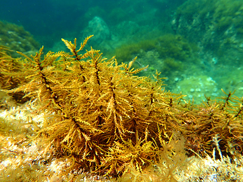 針葉樹っぽい海藻が茂っている。足が着かない場所は怖いけどシュノーケリングはしてみたいという人にいいかも。